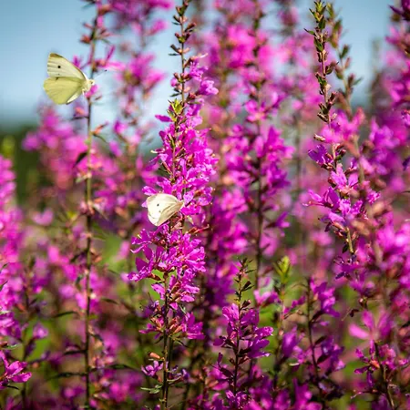 农家乐 瓦豪富尔堡尔恩豪富巴姆比豪富酒店