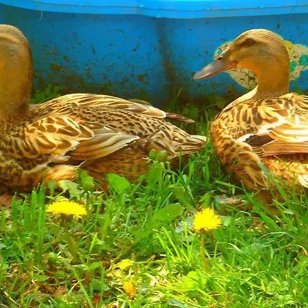 瓦豪富尔堡尔恩豪富巴姆比豪富酒店 湖滨福煦