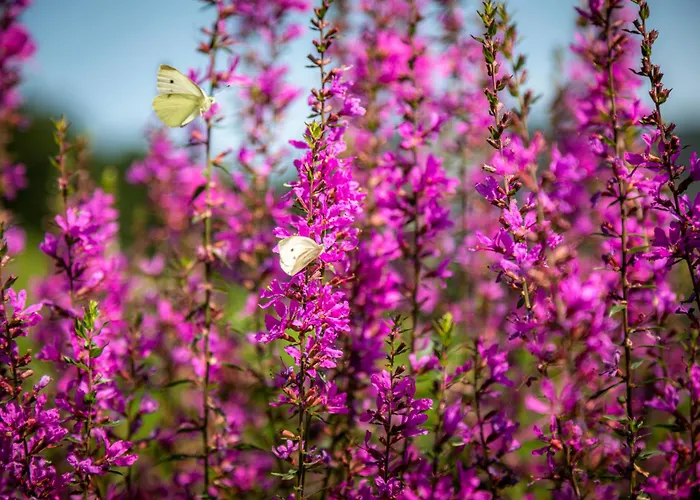 Alojamento de Turismo Rural Wohlfuehlbauernhof Bambichlhof